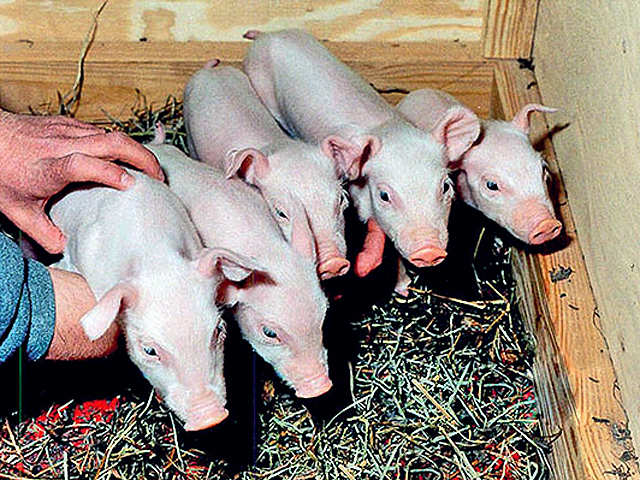 Millie, Alexis, Christa, Dotcom, and Carrel: The family of pigs