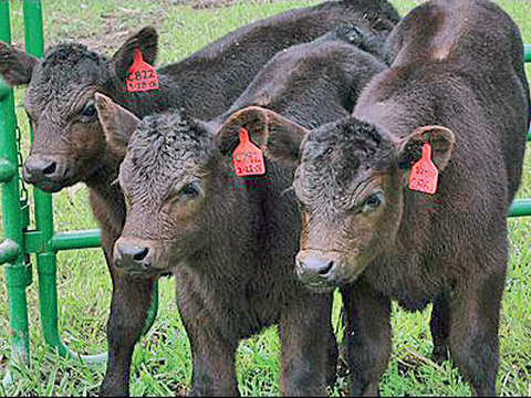 Cloned Animals: Here are some famous cloned animals from around the world |  The Economic Times