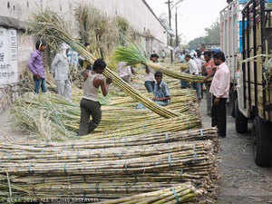 sugarcane-bccl