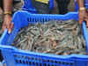 Indian seafood exports to be hit if US okays preliminary report on new anti-dumping duty on shrimps