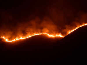 theni forest fire
