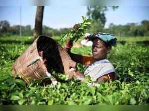 Assam: A tea garden plucking tea leaves at a tea estate in Nagaon district of As...