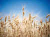 Wheat output estimate may be revised to 98 MT