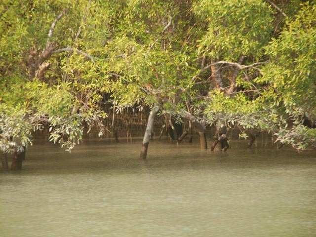 Sundarbans National Park, West Bengal