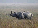102 rhinos in Pobitora Wildlife Sanctuary, census finds
