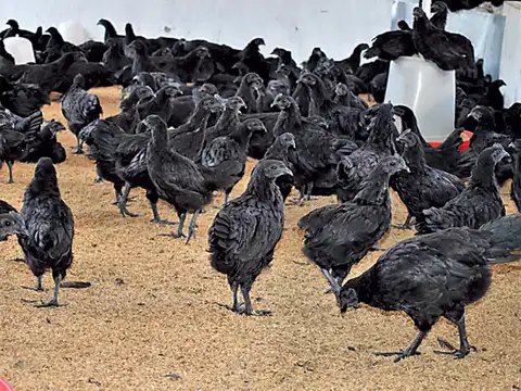 No fowl play