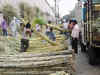 Cane arrears rise to Rs 14,000 crore till January, may touch record by month-end: ISMA