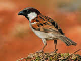 World Sparrow Day: Bird lovers keep their relationship alive with these near-extinct avian