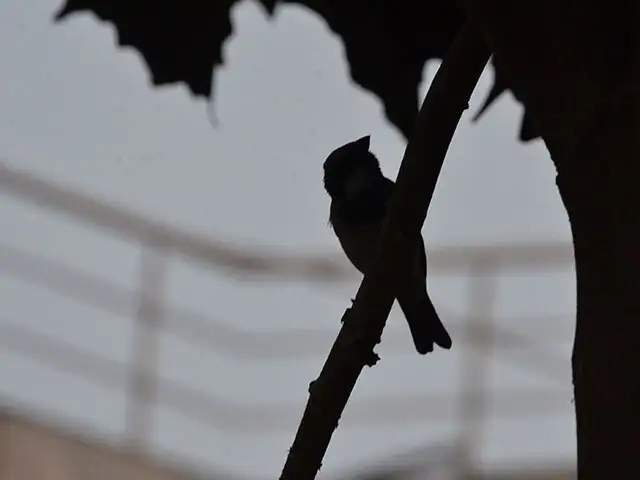 Expert View World Sparrow Day Where Have All The Sparrows Gone 