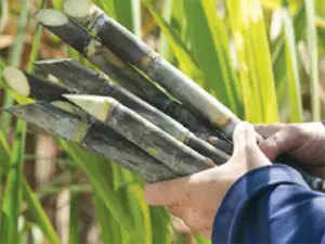 sugarcane