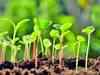 Domestic vegetable seeds industry to hit Rs 8,000 crore in 5 years: Report