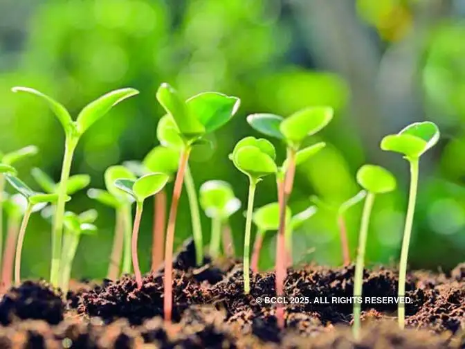 Domestic vegetable seeds industry to hit Rs 8,000 crore in 5 years: Report Domestic vegetable seeds industry to hit Rs 8,000 crore in 5 years: Report