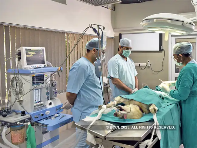 best doctor for dogs near me