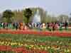 Asia's largest Tulip garden in Srinagar open to visitors