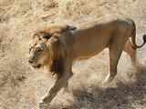 HC issues notices to Gujarat, Centre on death of 184 lions in 2 years