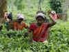 Diminishing interest on plantation job is emerging out as threat for tea industry