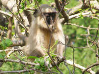 Monkey menace in Vrindaban - The Economic Times