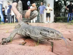 monitorlizard