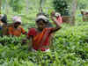 Profit margins of tea producers to improve: ICRA