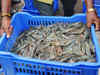 Exporters fish for smaller shrimp to meet demand