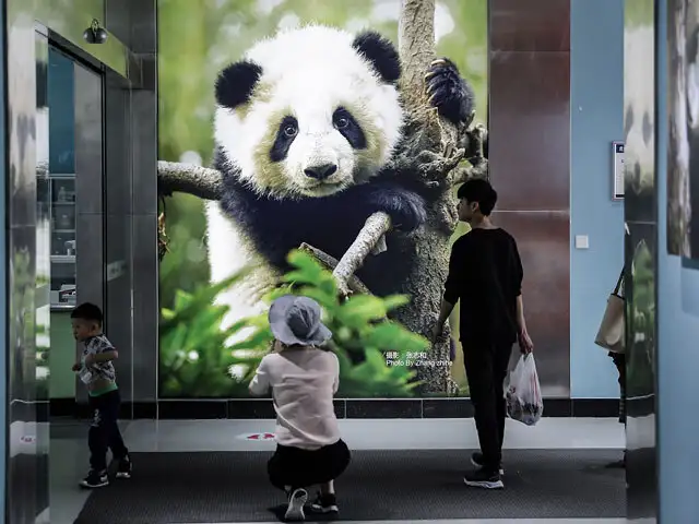 Training for survival - Little, cuddly pandas being trained to be ...