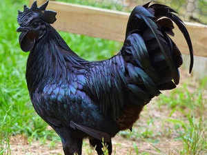 black-chicken-bccl