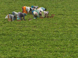 agriculture2.bccl