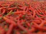 Red chilli export slackens as prices rise