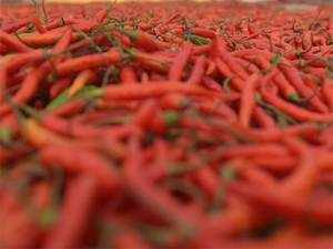 Red chilli export slackens as prices rise