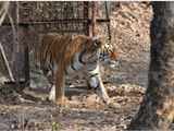 Grown up tigers can't be released from Park: Arunachal forest officials