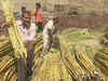 India likely to pay cane growers to help sugar mills - sources