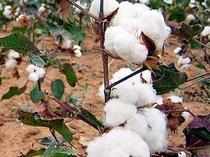 Cotton---Bccl