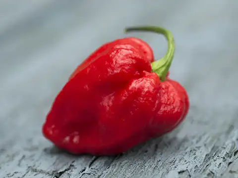 Feeling the chillis