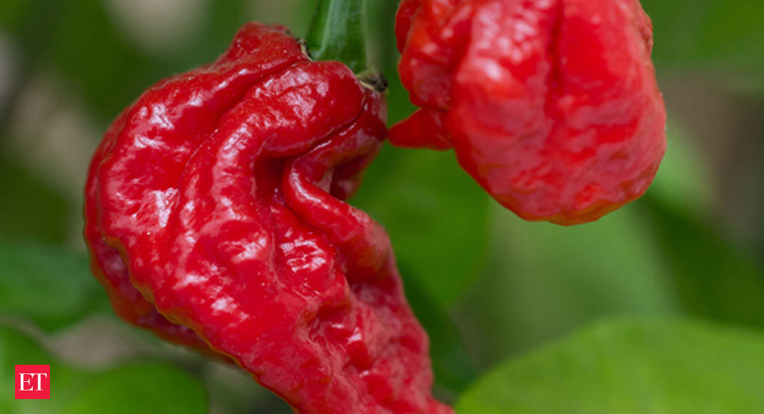Pepper Worlds Hottest Chilli Pepper Gives Man Thunderclap Headaches 2628