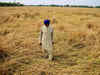 Wheat target achievable in india despite weather-woes