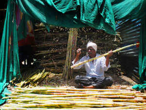 Sugarcane-bccl