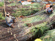 Sugarcane---Bccl