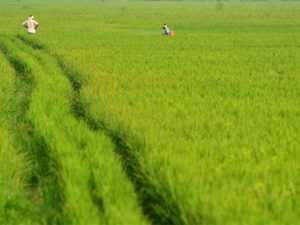 Rice-field-bccl