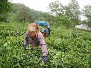 tea-production-agencie