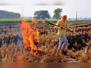 Amritsar: A farmer burns stubbles at his paddy field on the outskirts of Amritsa...