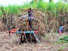 Cabinet approves subsidy of Rs 55 per tonne for sugarcane farmers