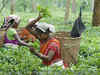 Planters happy with Rs 400 crore benefit scheme