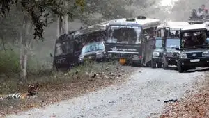 tiger in bandipore
