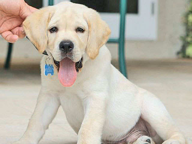 Take a look at the world's most expensive pet animals - Miss Missy, $  1,200,000 | The Economic Times