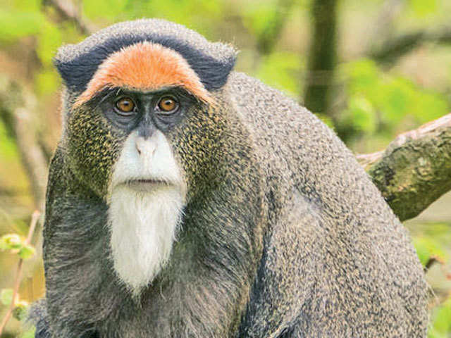 De Brazza’s monkey, $10,000