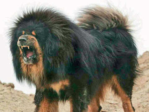 Tibetan Mastiffs, $150,0000 - Take a look at the most expensive animals | Economic Times