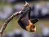 Fruit bats, rabbit test negative for Nipah