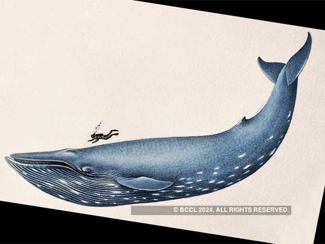 ​Whale species