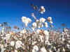 Domestic cotton crop output is expected to moderate to 35 million bales in Cotton Year 2019