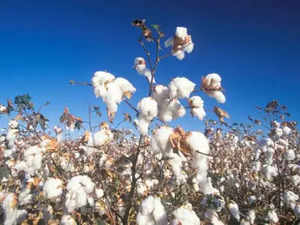 Cotton Output